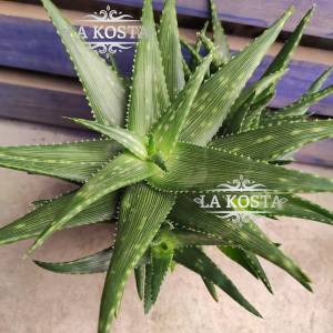 Алоэ Минт Страйпес  Мятные Полоски