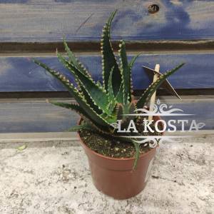 Алоэ Акулеата от 979 рублей в Москве и МО, доставка