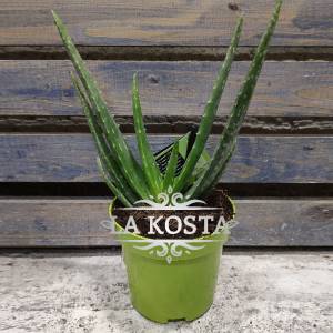 КУПИТЬ Алоэ Вера МОСКВА от 408 рублей, доставка