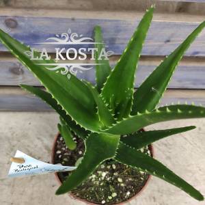 Алоэ Дэллаете КУПИТЬ МОСКВА от 1098 рублей, доставка