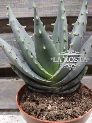 Алоэ Марлота доставка Москва Регионы от 573 рублей, доставка