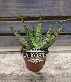 Алоэ Вундеркинд