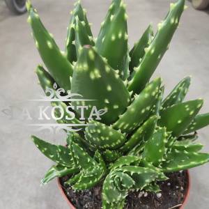 Алоэ Митриформис