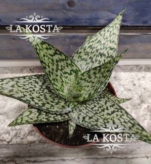 Алоэ Вундеркинд