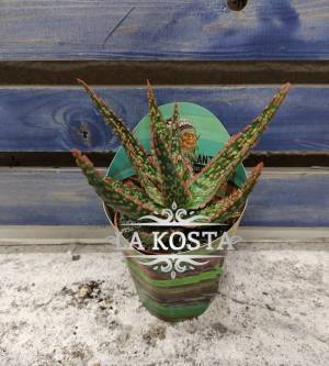 алоэ алое витро с розовыми кончиками доставка Москва Регионы по России от 715 рублей, доставка