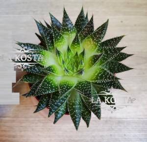 Алоэ Аристата Мэджик доставка Москва и МО от 1300 рублей, доставка