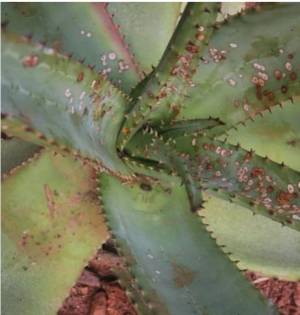 Вредители на алоэ