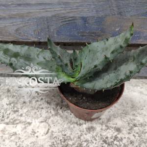 Алоэ Рейца от 478 рублей в Москве и МО, доставка