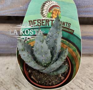 Алоэ Марлота доставка Москва Регионы от 262 рублей, доставка