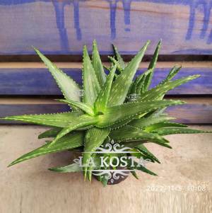 Алоэ Минт Страйпес  Мятные Полоски