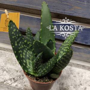 Алоэ Парадисикум от 968 рублей в Москве и МО, доставка