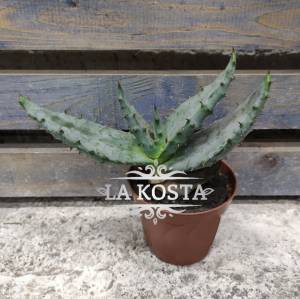 Алоэ Рейца от 478 рублей в Москве и МО, доставка