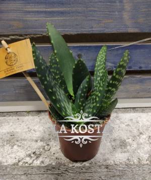 Алоэ Парадисикум от 968 рублей в Москве и МО, доставка