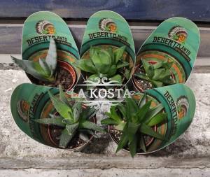 Алоэ Микс от 384 рублей в Москве и МО, доставка