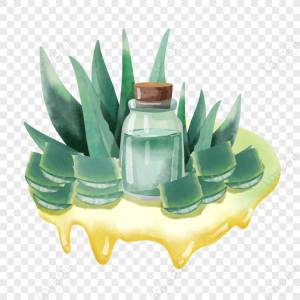Акварельное растение алоэ с разрезанными листьями и бутылочка с лекарством,свежий,альтернатива,бутылка изображение_Фото номер 380404803_PSD Формат изображения_ru