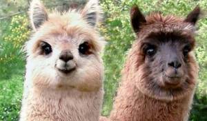 Пряжа из шерсти альпака