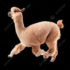 изолированная альпака на белом фоне PNG , альпака, Бег, лама PNG картинки и пнг PSD рисунок для й загрузки
