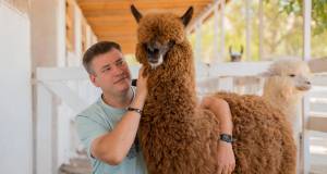 Как открыть ферму альпак