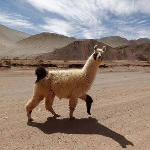 Скачать обои дорога, горы, тень, животное, лама разрешение 1024x1024 154327