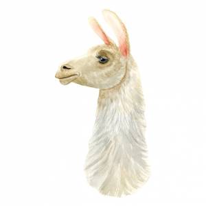 Реалистичный портрет альпаки-ламы акварельная иллюстрация кудрявый пушистый рисунок сельскохозяйственного животного