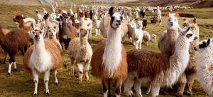 Ламы и альпаки