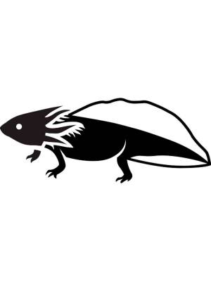 Трафареты Аксолотль