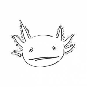 иллюстрация антикварные гравюры аксолотль саламандра, изолированные на белом фоне