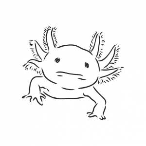 иллюстрация антикварные гравюры аксолотль саламандра, изолированные на белом фоне