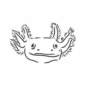 иллюстрация антикварные гравюры аксолотль саламандра, изолированные на белом фоне