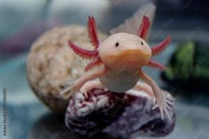 Axolotl aquarium, salamander, nature, tank фотография Stock