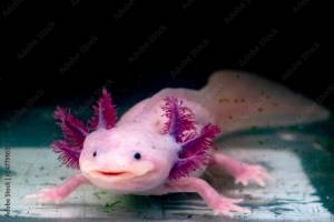 axolotl mexican salamander portrait underwater фотография Stock