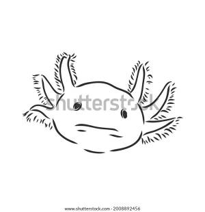 Vector Antique Engraving Illustration Axolotl Salamander
