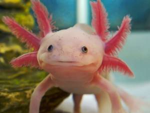 Аксолотль в аквариуме