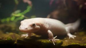 аксолотли фон, 98 картинки Фото и HD рисунок для й загрузки