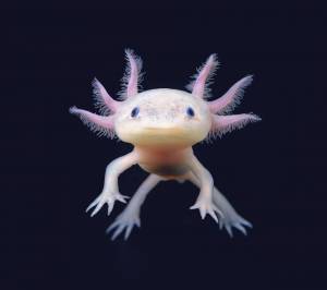 Аквариумные животные для дома с лапками