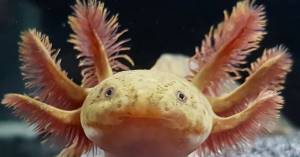 Аквариумное животное аксолотль