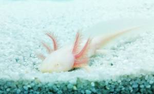 Водный дракон, водная ящерица, водная собака