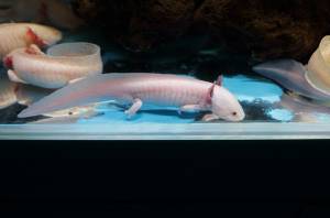 Аксолотль в аквариуме