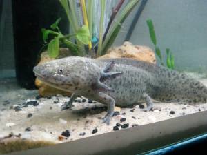 Водяная собака  водный дракон Акселотль