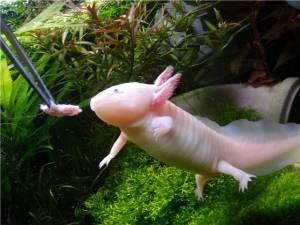 Экзотичный аксолотль