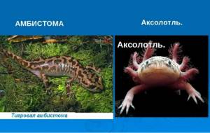 Аквариум с аксолотлем