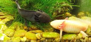 Легко ли вырастить аксолотля