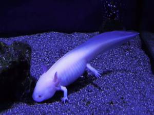 Аксолотль мексиканская саламандра аквариум водная белизна в голубой воде
