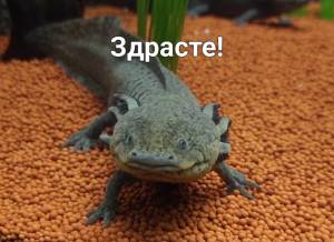 Аксолотль
