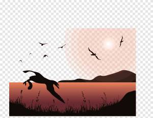 Птичий Альбатрос Иллюстрация, Полет Альбатроса, пляж, животные png