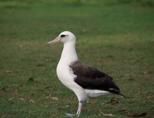 Альбатросы