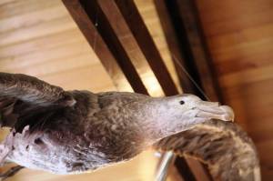 Путешествие в Ч