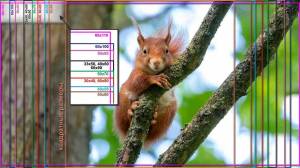 Вятские картины на холсте Белки Грызуны смотрит на на подрамнике