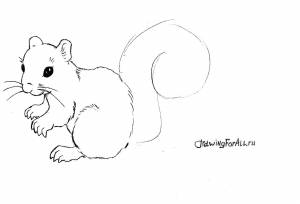 Рисунок белки для срисовки
