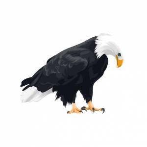Вектор белоголового орлана